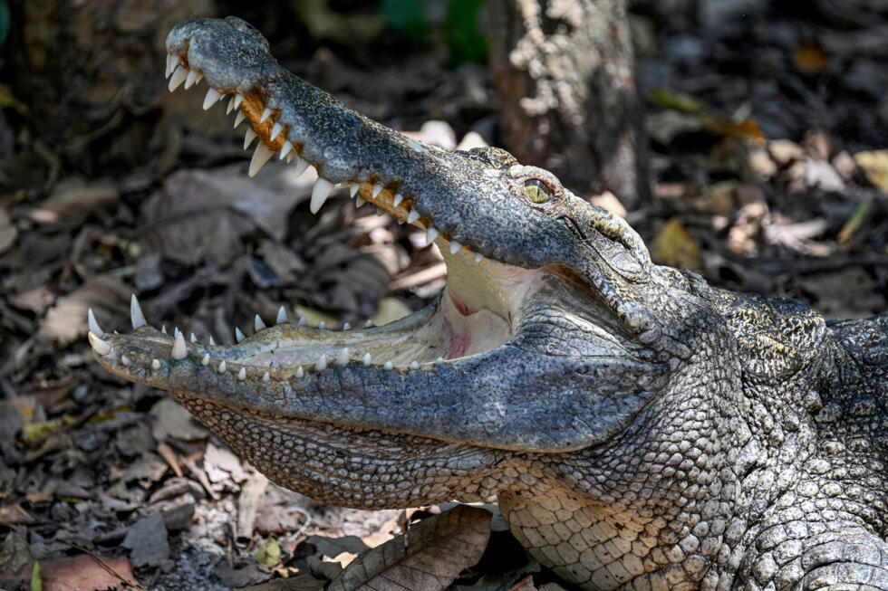 A Siamese crocodile at the Siamese Crocodile Breeding Facility in Phnom Tamao zoo in Cambodia's Takeo province on February 27, 2025. Photo: AFP