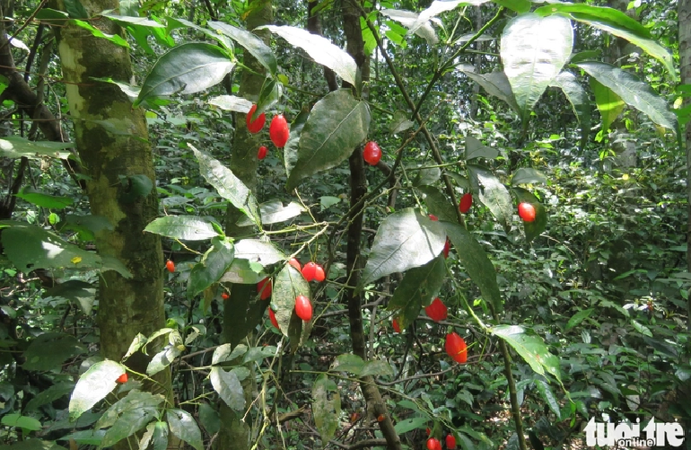 New plant species discovered in north-central Vietnam, named after 40-year forest protector