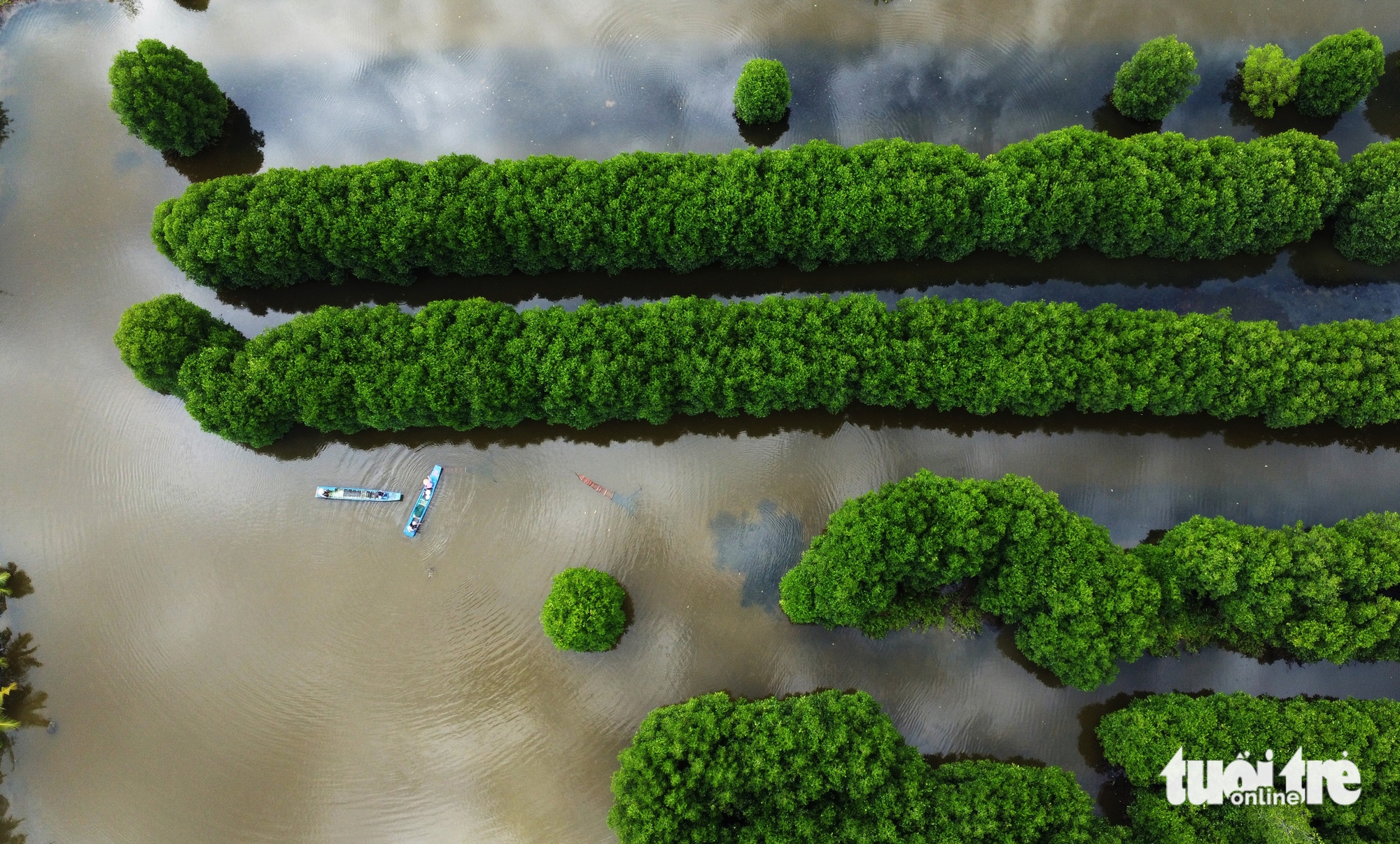 Ca Mau’s mangrove forests. Photo: Thanh Huyen / Tuoi Tre