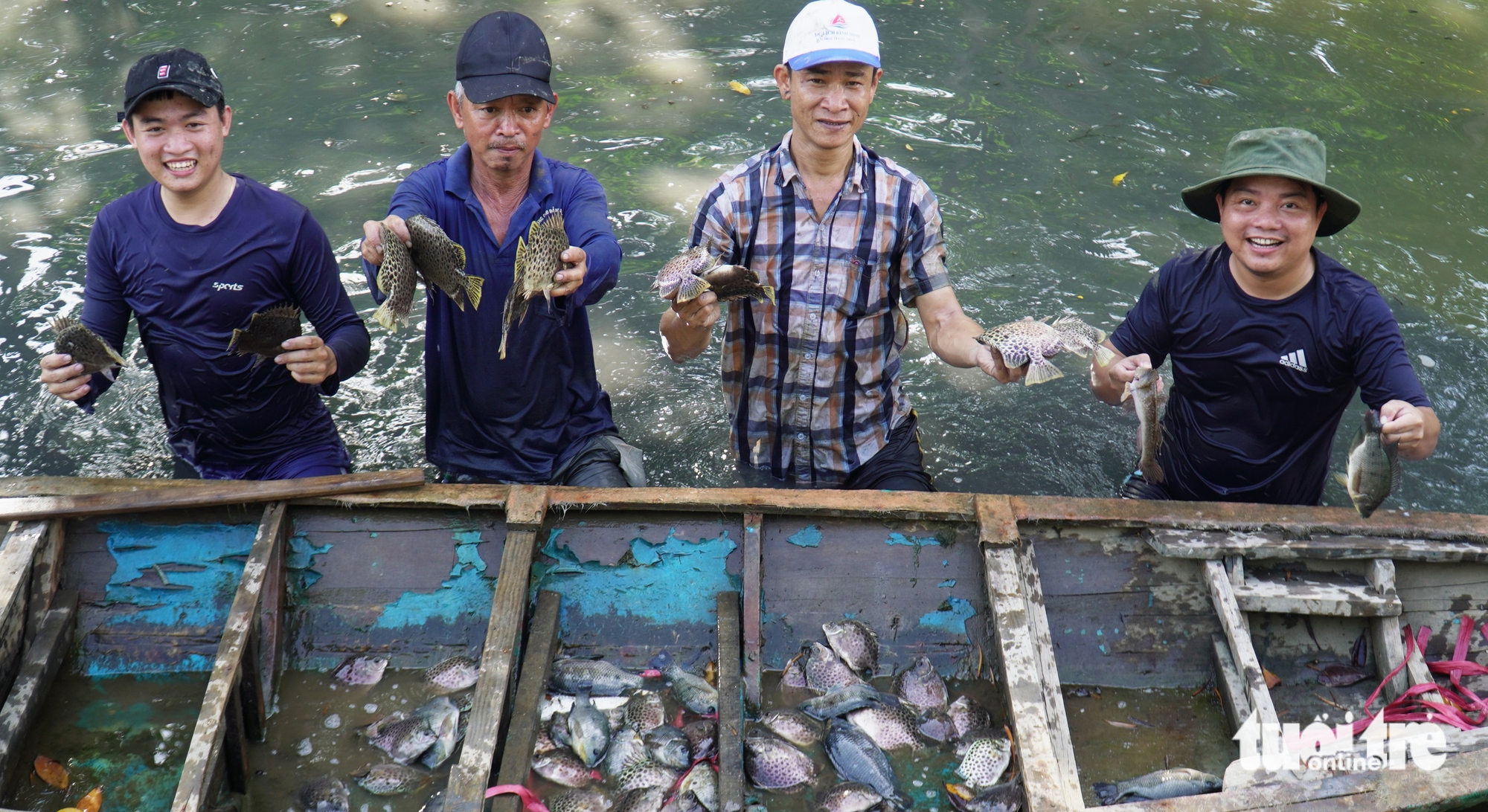 Tourists join locals in catching spotted scats with hands at Ca Mau’s mangrove forests. Photo: Thanh Huyen / Tuoi Tre