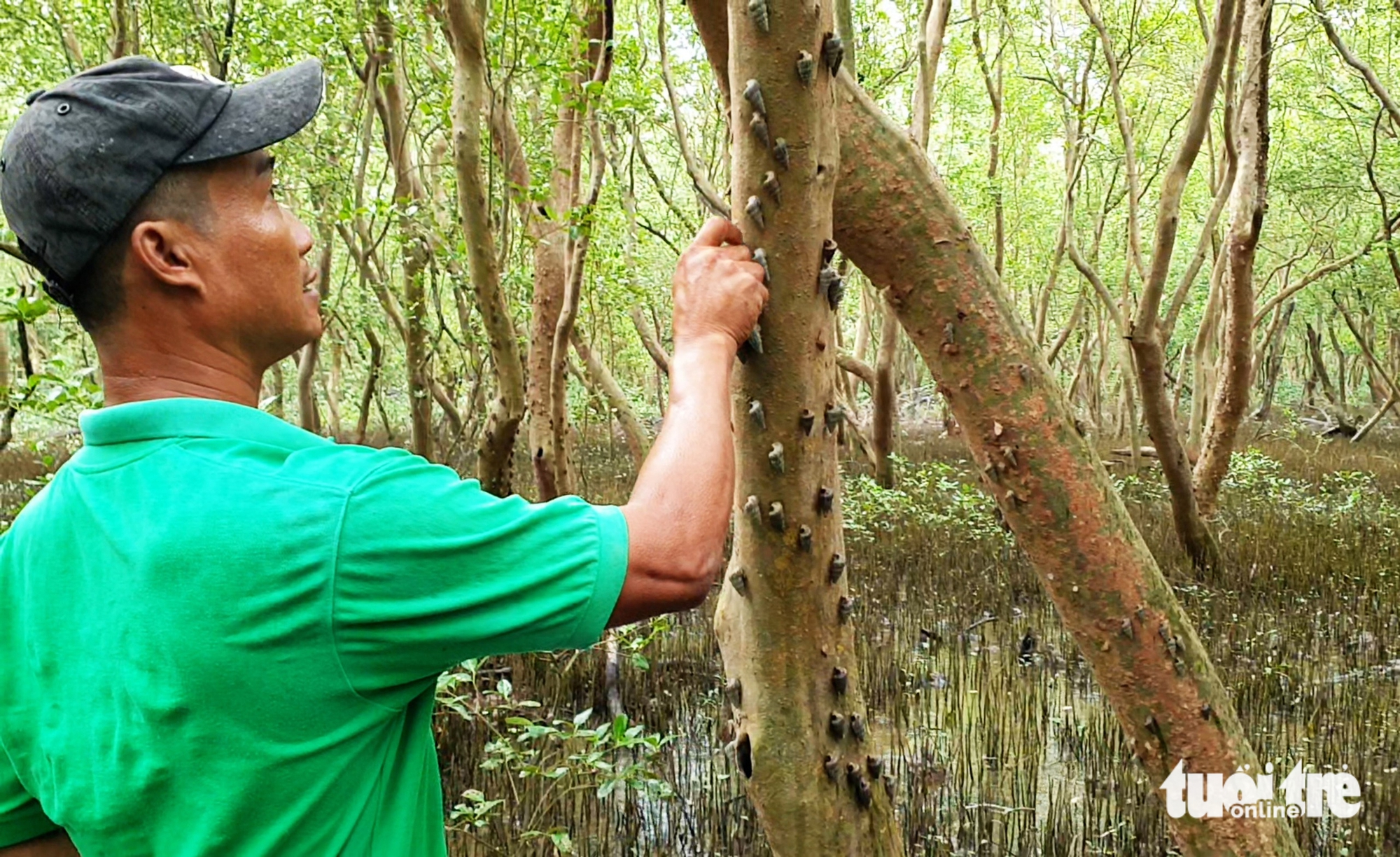 A man collects mud creepers from trees at Ca Mau’s mangrove forests. Photo: Thanh Huyen / Tuoi Tre