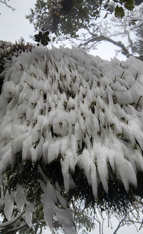 Frost forms over tree branches on Ta Xua Mountain in Yen Bai Province, northern Vietnam on March 19, 2025. Photo: Phang Ga