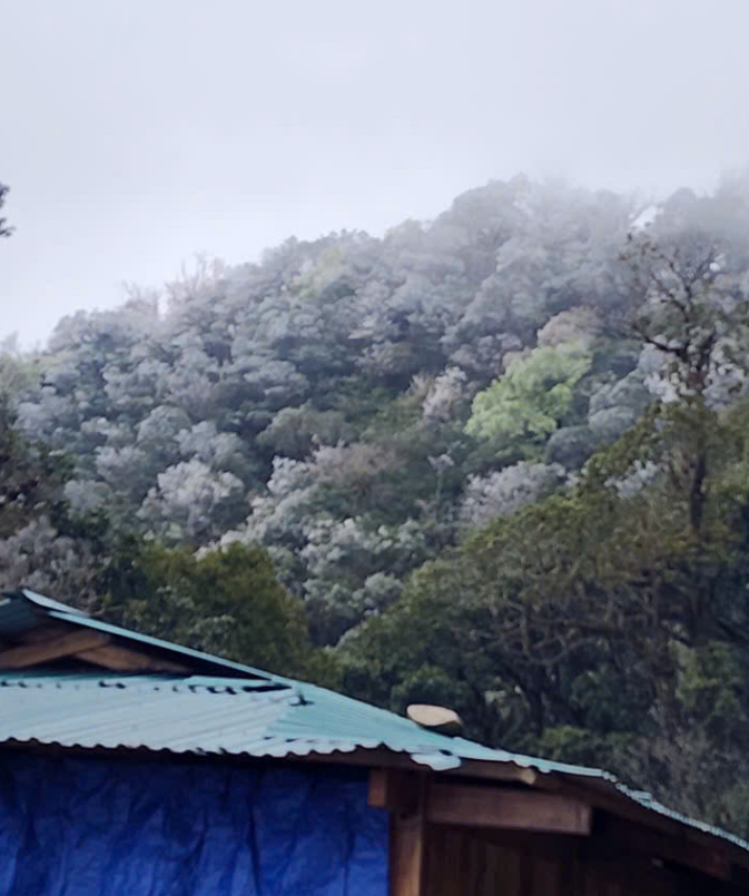 Frost covers Ta Xua Mountain in Yen Bai Province, northern Vietnam on March 19, 2025. Photo: Supplied