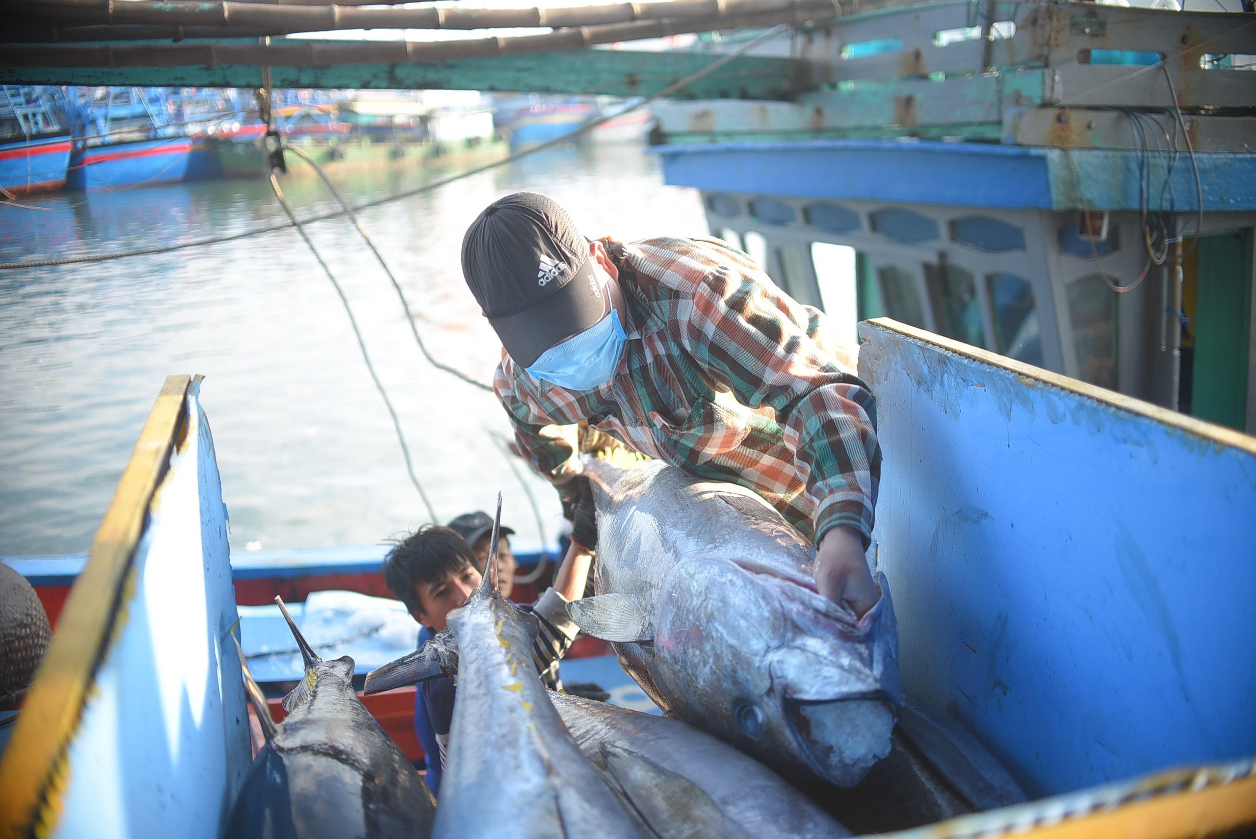 Vietnam’s tuna exports to UK show strong, stepwise growth