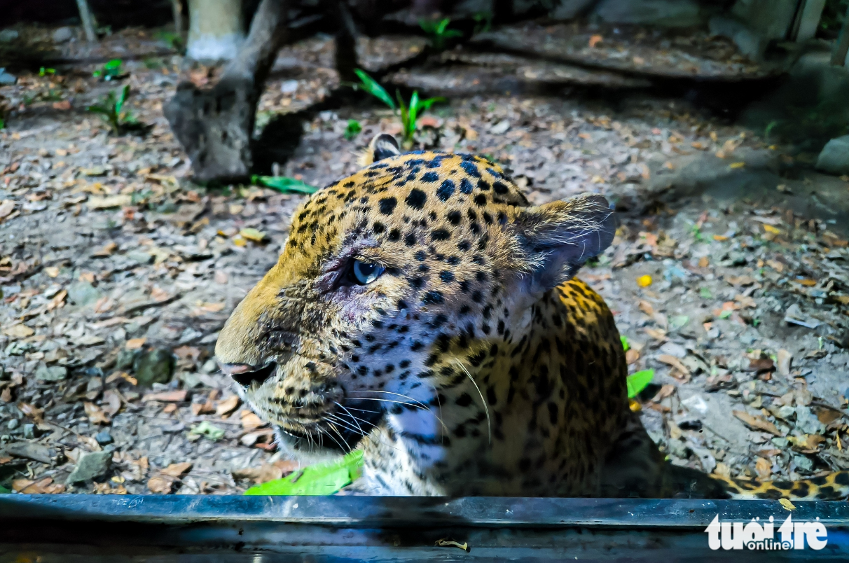 Saigon Zoo and Botanical Gardens debuts night tours