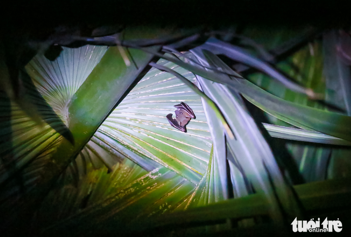 The bat is also a species that is highly active in the dark. Photo: Le Phan / Tuoi Tre