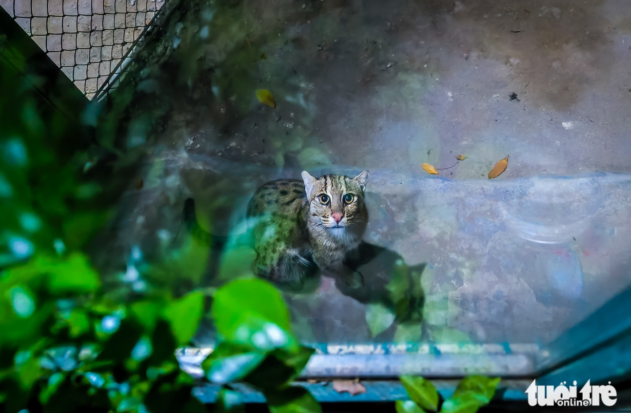 In the darkness, several animals become more agile and active. Photo: Le Phan / Tuoi Tre