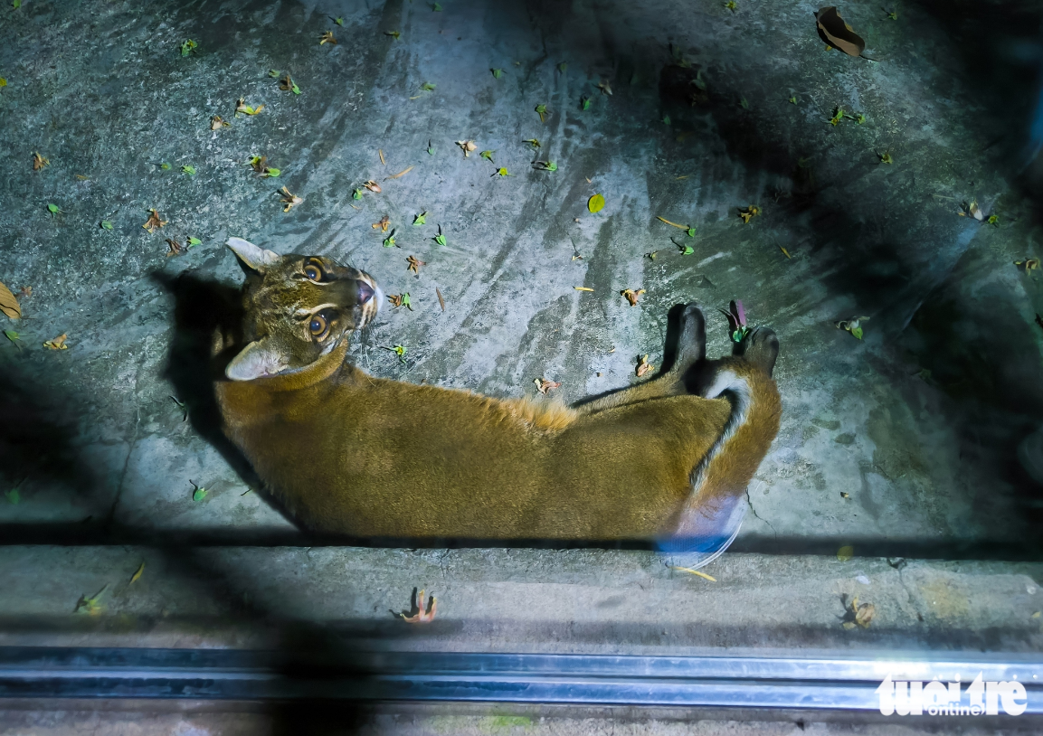 The Asian golden cat is a rare predator species with a beautiful coat. Photo: Chau Tuan / Tuoi Tre