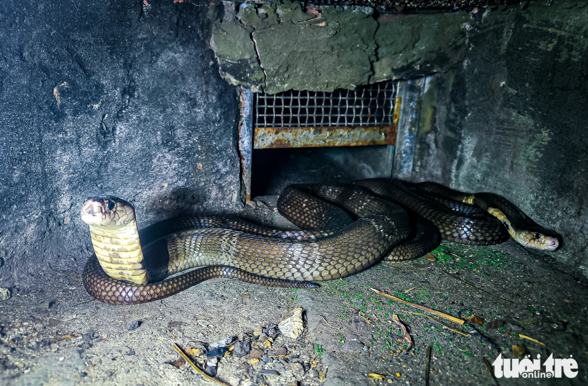 The cobra is a species with a unique hunting behavior, especially at night. Photo: Chau Tuan / Tuoi Tre