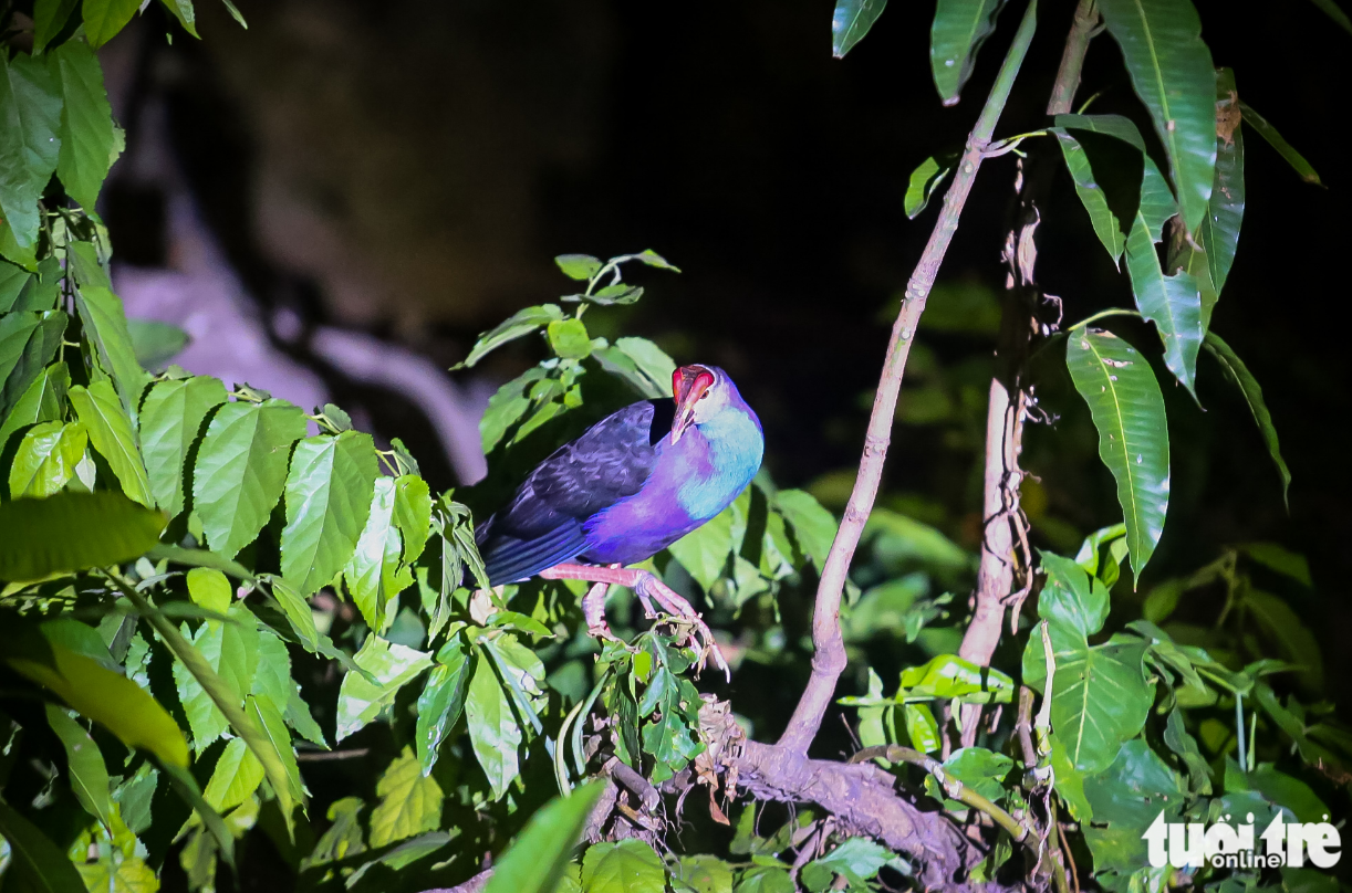 A bird at the Saigon Zoo and Botanical Gardens in Ho Chi Minh City. Photo: Le Phan / Tuoi Tre