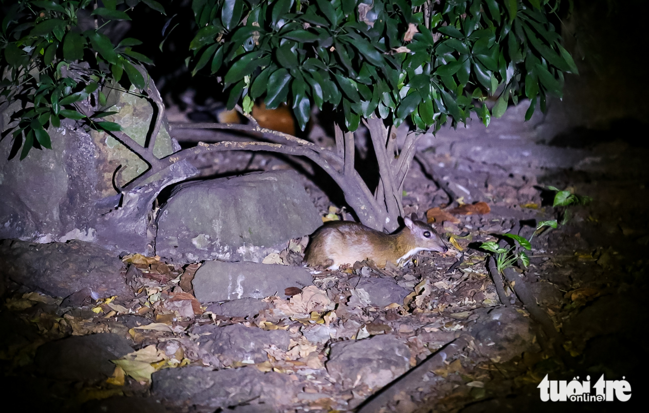 The chevrotain is a small animal that tends to hide and blend into the night. Photo: Le Phan / Tuoi Tre