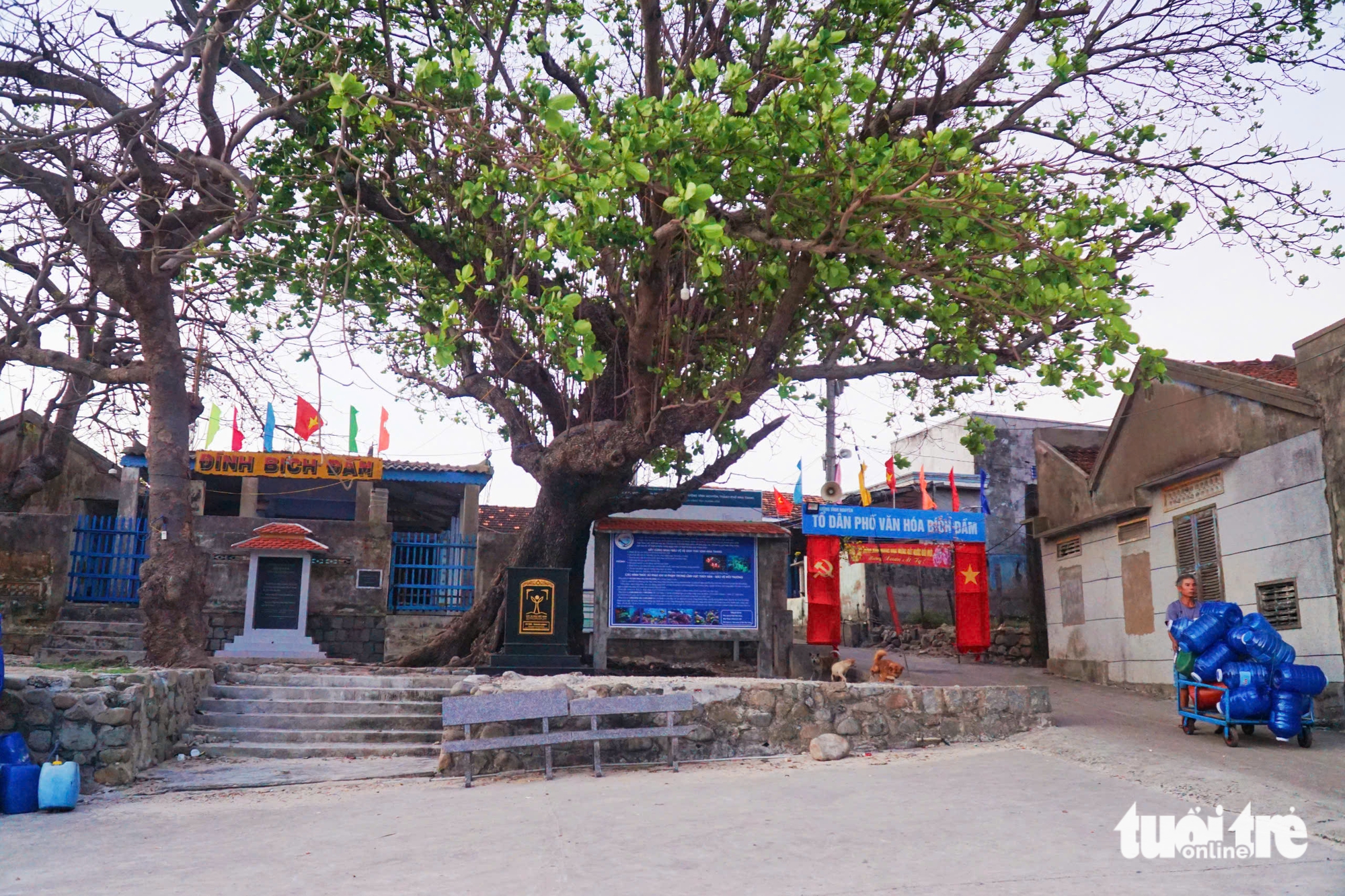 A 150-year-old Indian almond tree stands in front of Bich Dam communal house on Bich Dam Island, Nha Trang Bay, Khanh Hoa Province, south-central Vietnam. Photo: Tran Hoai / Tuoi Tre