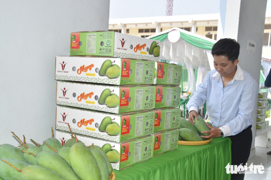 Tien Giang Province exports its green mangoes to the U.S. for the first time. Photo: Hoai Thuong / Tuoi Tre