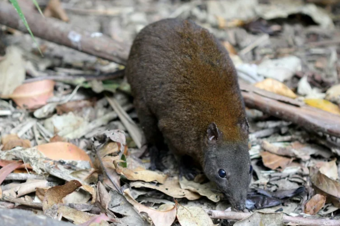 'Musky' marsupial could solve hopping kangaroo mystery