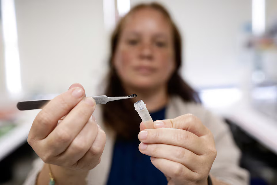 [6/7] Dr. Maribet Gamboa, an academic at the Faculty of Sciences of the Catholic University of the Most Holy Conception shows a Patagonian dragon insect in a laboratory where she carries out a study that includes finding out the state of the Patagonian glaciers and why this endemic insect lives exclusively in Patagonia in a laboratory of the Catholic University of the Most Holy Conception, in Concepcion, Chile March 7, 2025. Photo: Reuters