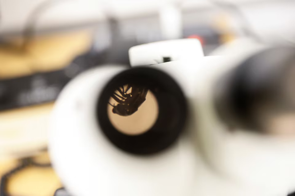 [2/7]A Patagonian dragon insect is pictured under a microscope in a laboratory where academics from the Faculty of Sciences of the Catholic University of the Most Holy Conception carry out a study that includes finding out the state of the Patagonian glaciers and why this endemic insect lives exclusively in Patagonia, in Concepcion, Chile March 7, 2025. Photo: Reuters