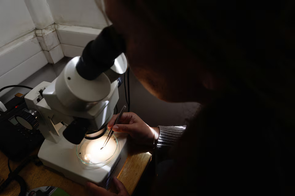 [5/7] Dr. Maribet Gamboa, an academic at the Faculty of Sciences of the Catholic University of the Most Holy Conception observes a Patagonian dragon insect under a microscope where she conducts a study that includes finding out the state of the Patagonian glaciers and why this endemic insect lives exclusively in Patagonia, in Concepcion, Chile March 7, 2025. Photo: Reuters