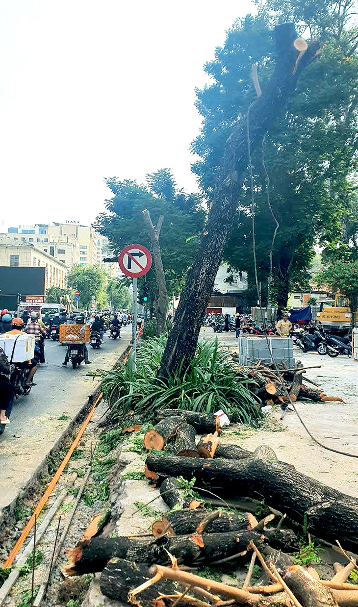 Dozens of Ho Chi Minh City copperpod trees felled as roots severed by sidewalk renovation unit