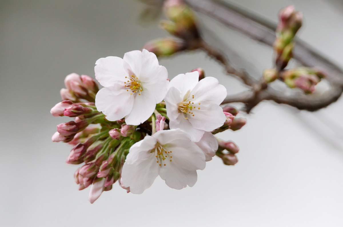 Cherry blossoms start blooming in Tokyo