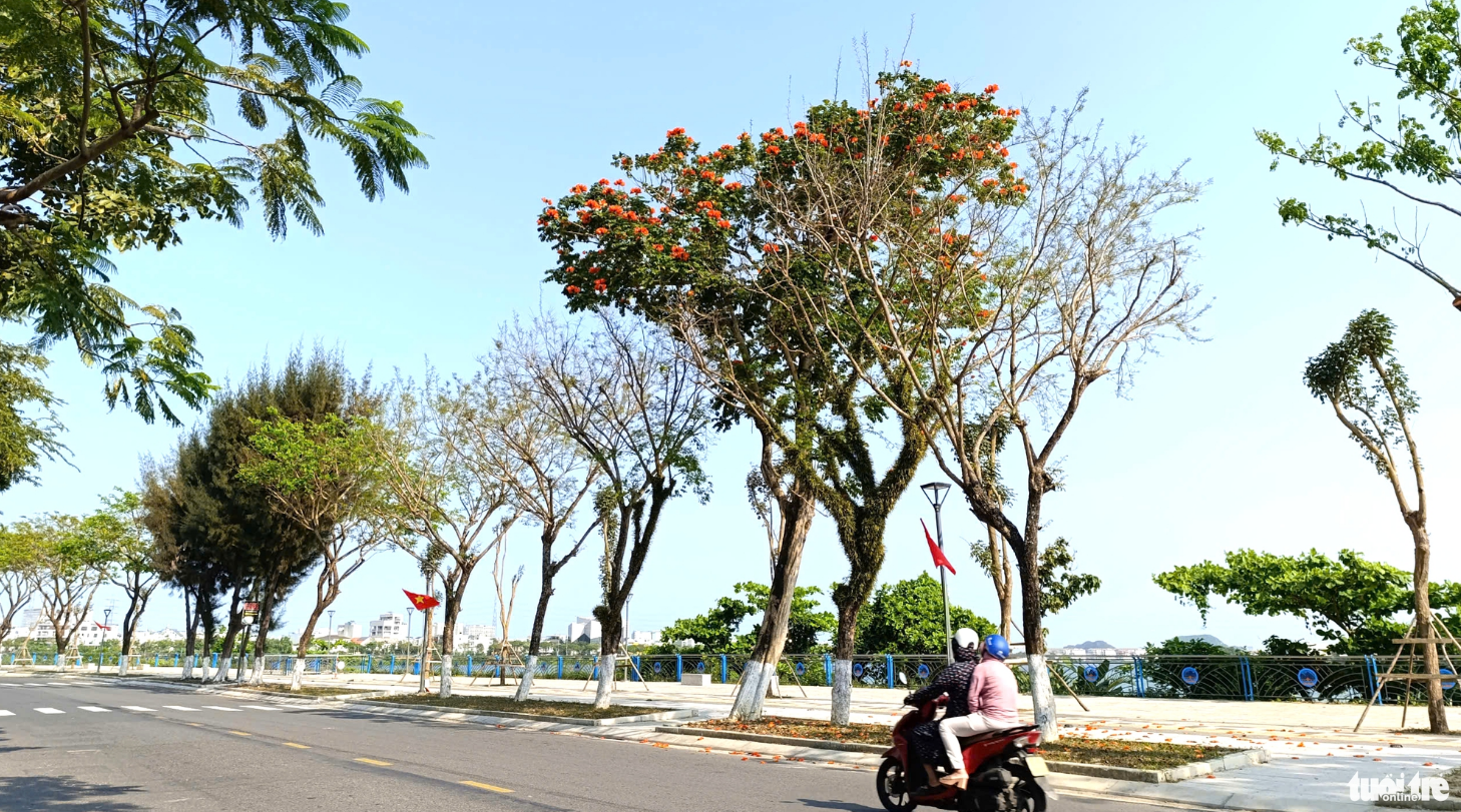 Trees line both sides of Thang Long Street in Da Nang City. Photo: Doan Cuong / Tuoi Tre