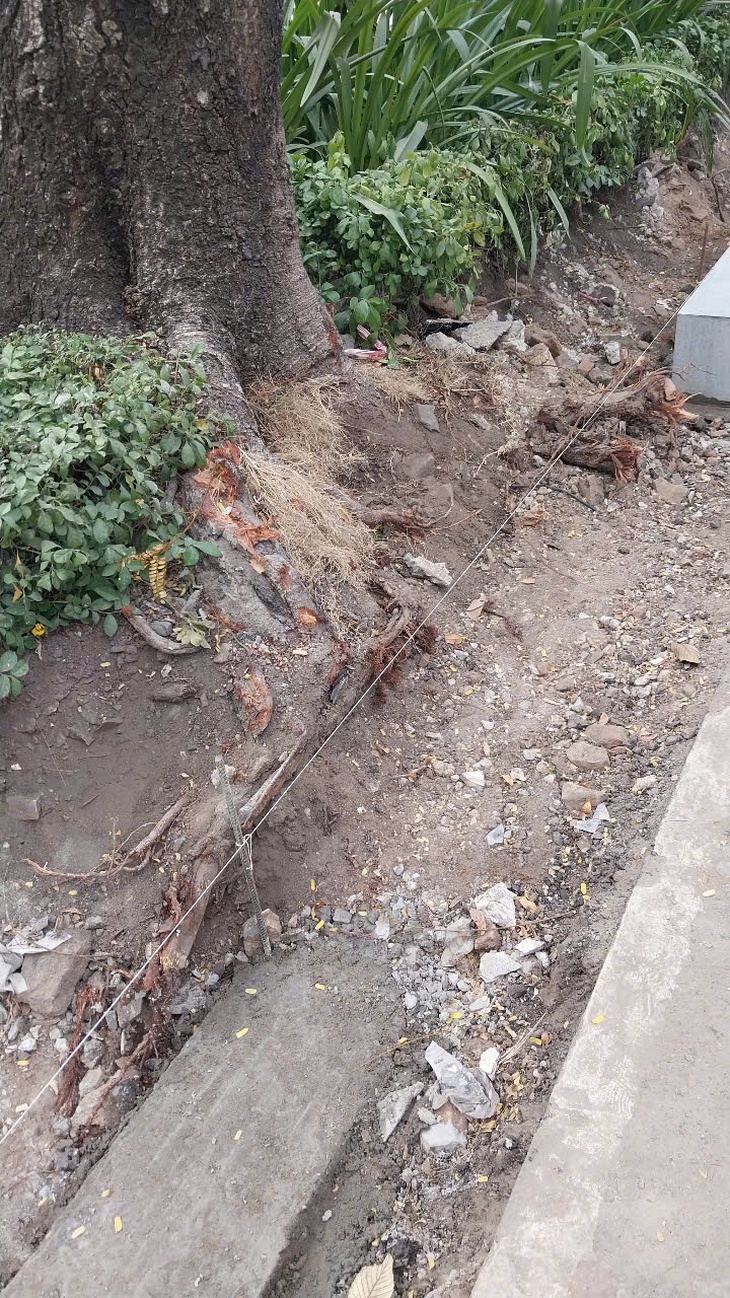 A tree with its roots severed by a construction unit during the upgrading of the sidewalk on Nguyen Thị Minh Khai Street in District 1, Ho Chi Minh City, Vietnam’s southern hub, March 24, 2025. Photo: Vinh Thanh / Tuoi Tre